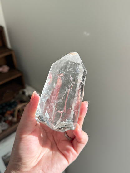 Blue Tara From Itacambira Brazil