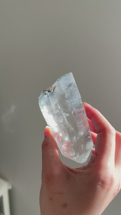 Blue Tara From Itacambira Brazil